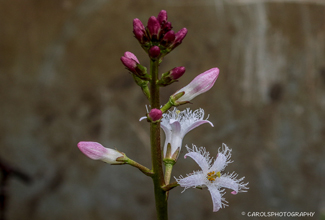 BOGBEAN (Menyanthes)